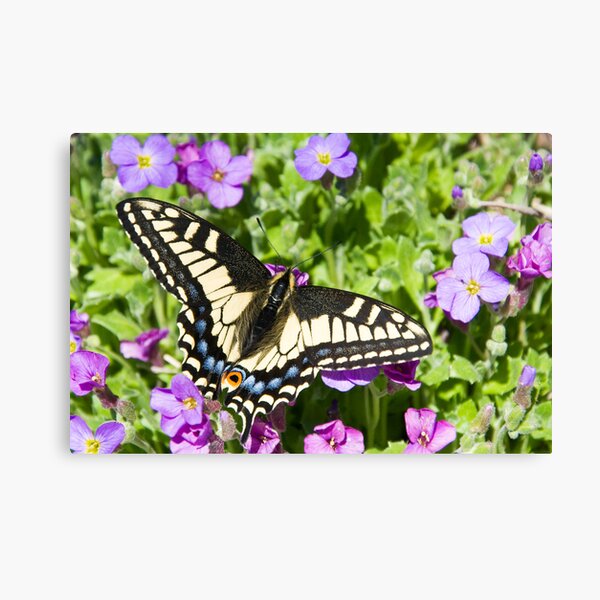 Butterfly Canvas Print