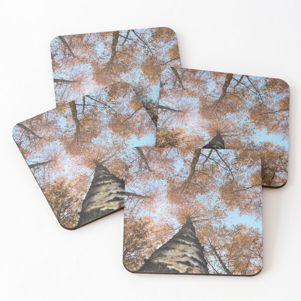 Item preview, Autumn Birch Tree forest designed and sold by birchwoodgreen.
