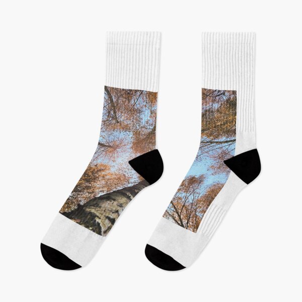 Item preview, Autumn Birch Tree forest designed and sold by birchwoodgreen.