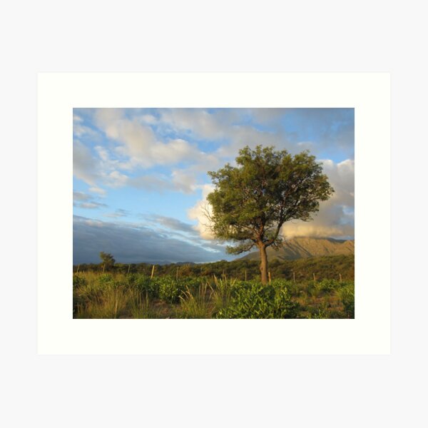 A tree in Capilla del Monte - Cordoba, Argentina Art Print