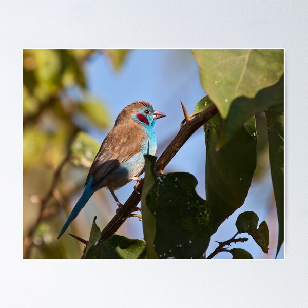 Item preview, Red-cheeked Cordon-bleu designed and sold by Shaun Whiteman.