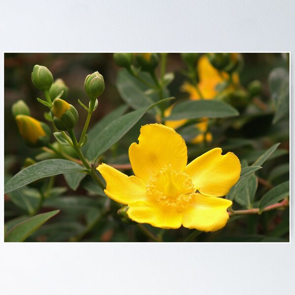 Item preview, Hypericum Calcynum designed and sold by WatscapePhoto.