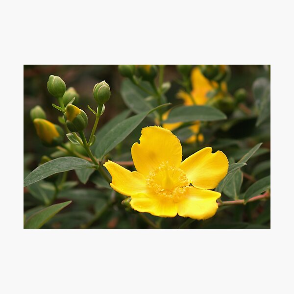 Artikelvorschau, Hypericum Calcynum entworfen und verkauft von WatscapePhoto.