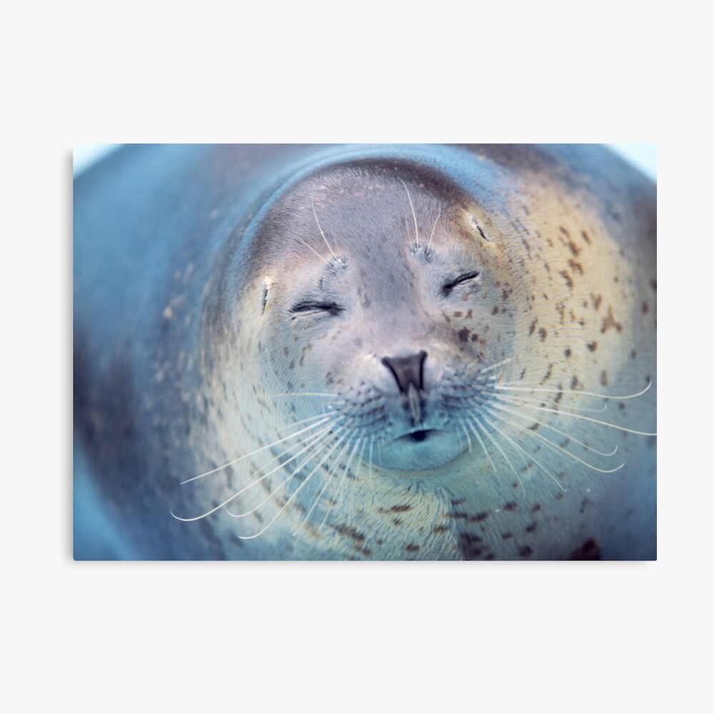 Round Seal