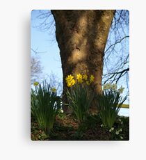 Devon Daffodils Canvas Print