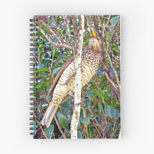 Item preview, Regent Bowerbird hen designed and sold by Margaret  Hyde.