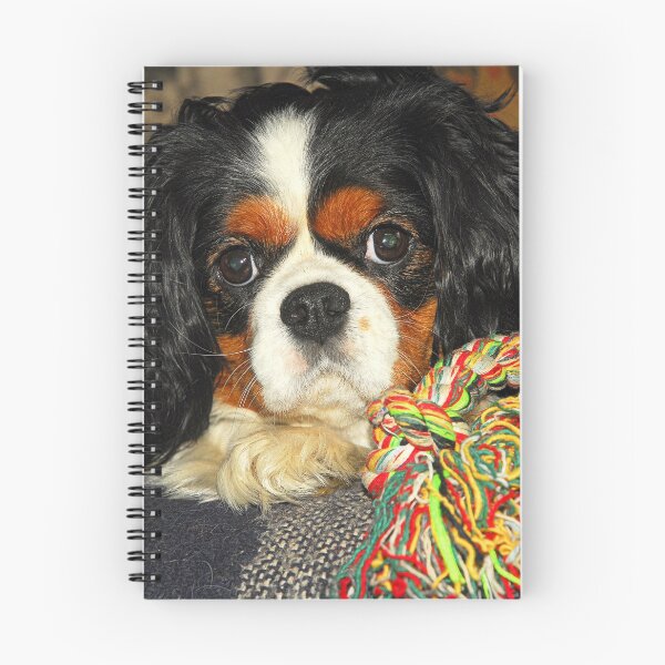 Item preview, Tri-Colour Cavalier King Charles Spaniel. designed and sold by Billlee.