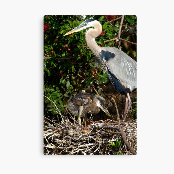 Great Blue Heron Chick Canvas Print