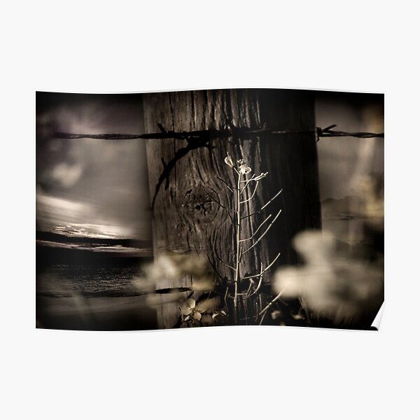 Through The Fence Line Poster