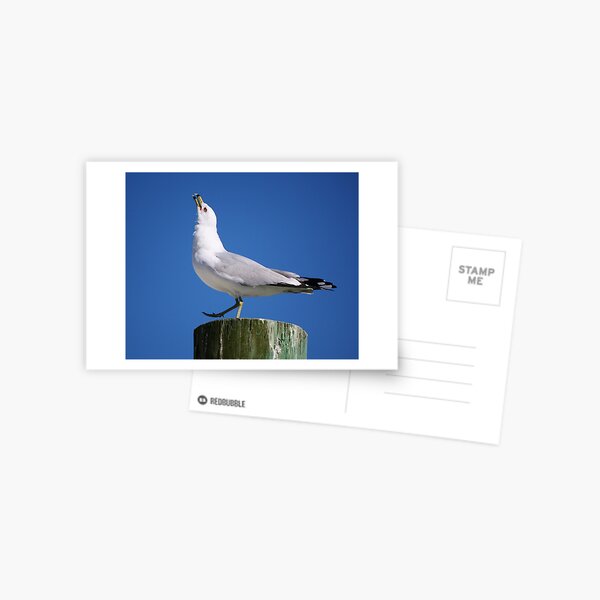 Item preview, Sea Gull Calling Out designed and sold by Paulette1021.