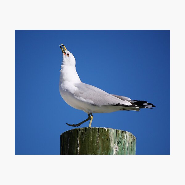 Item preview, Sea Gull Calling Out designed and sold by Paulette1021.