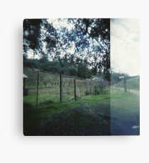 vineyard. Canvas Print