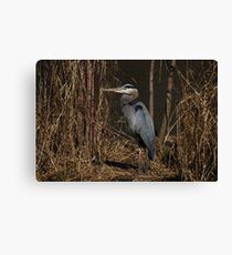 Blue Crane Canvas Print