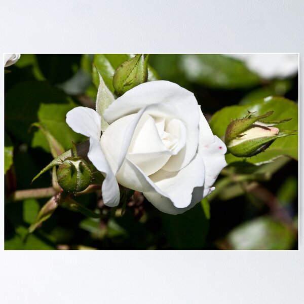 Item preview, Pure white designed and sold by Melanie Conroy.