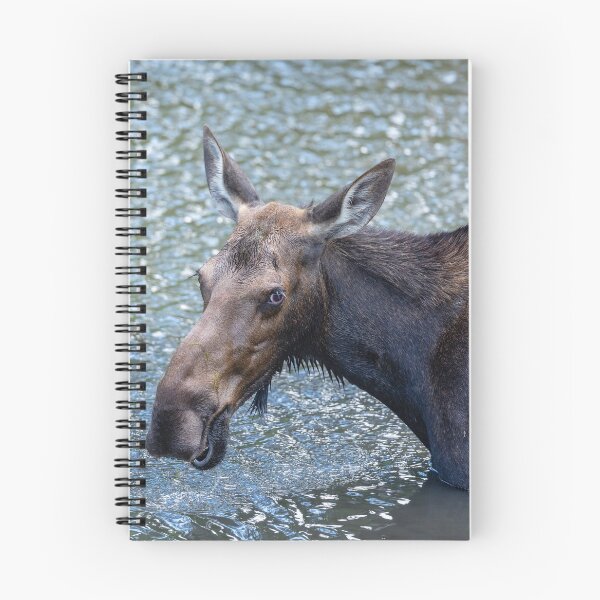 Item preview, Momma Moose Alimentación designed and sold by DaveTeePhoto.