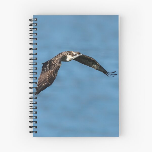 Item preview, Osprey Gaze designed and sold by DaveTeePhoto.