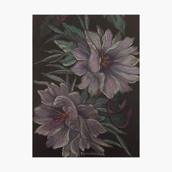Cereus Photographic Print