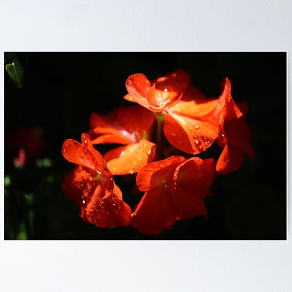 Item preview, sparkling geraniums designed and sold by heyheyheyjorge.