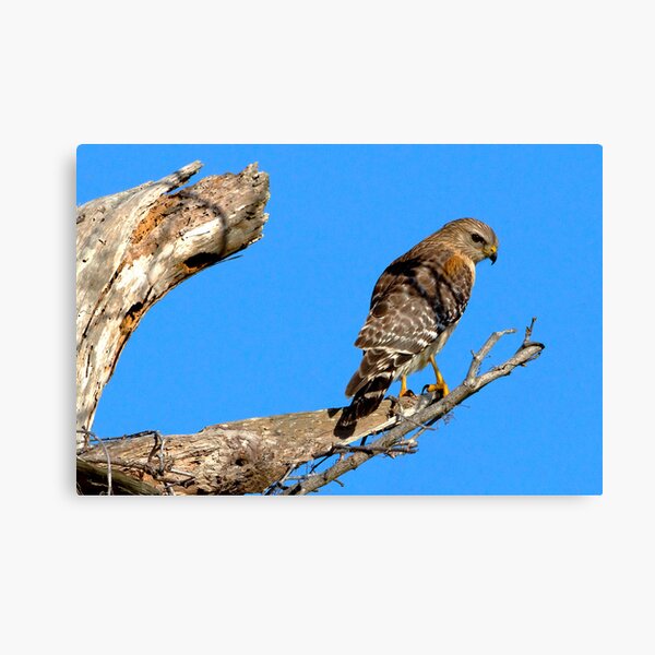 Red-Shouldered Hawk Canvas Print