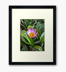 Tiny Tulip Framed Print