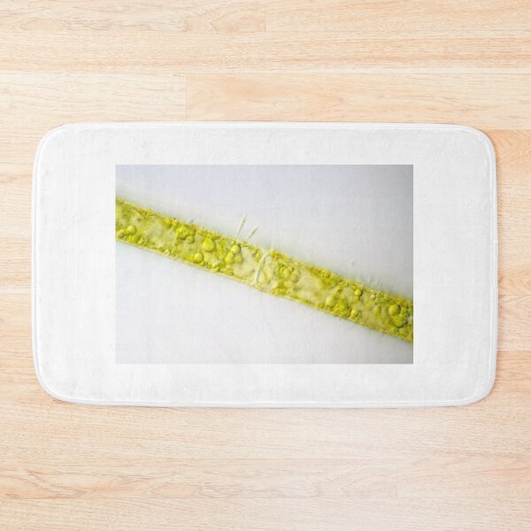 Item preview, Filamentous alga under the microscope designed and sold by SDym Photography.