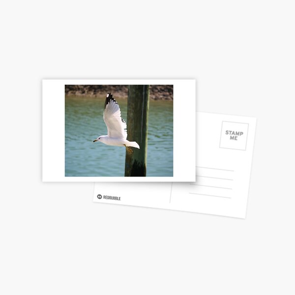 Item preview, Sea Gull in Murrells Inlet designed and sold by Paulette1021.