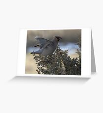 Waxwing Stretch Greeting Card
