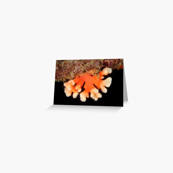 Hydrocoral Greeting Card