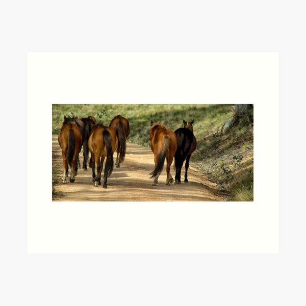 Item preview, Brumbies designed and sold by Kutay Photography.