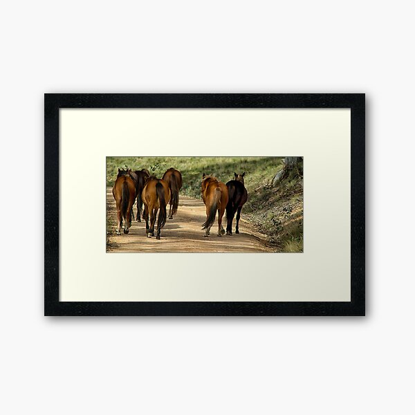 Item preview, Brumbies designed and sold by Kutay Photography.