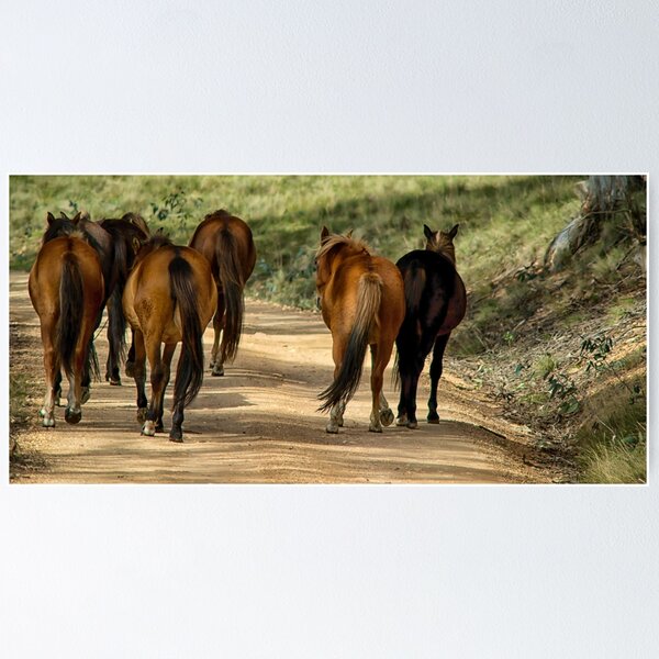 Item preview, Brumbies designed and sold by Kutay Photography.