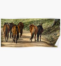Brumbies Poster