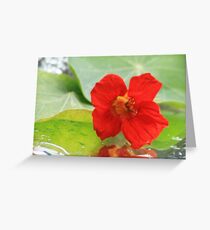 Nasturtium Greeting Card