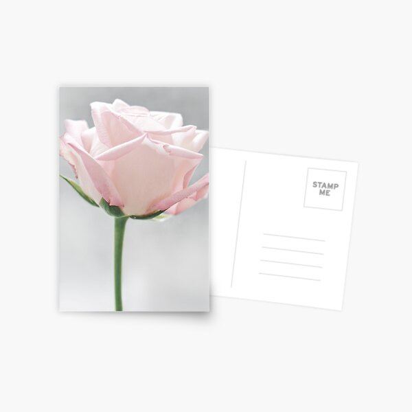 Item preview, Beautiful Blush Pink Rose  designed and sold by newburyboutique.