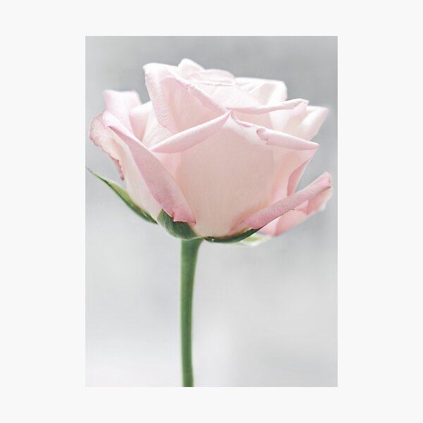 Item preview, Beautiful Blush Pink Rose  designed and sold by newburyboutique.