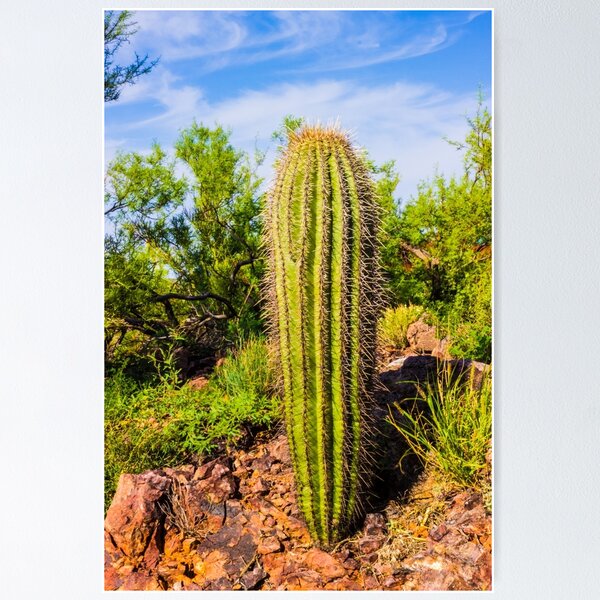 Item preview, Prickle Me This designed and sold by sangelrickard.