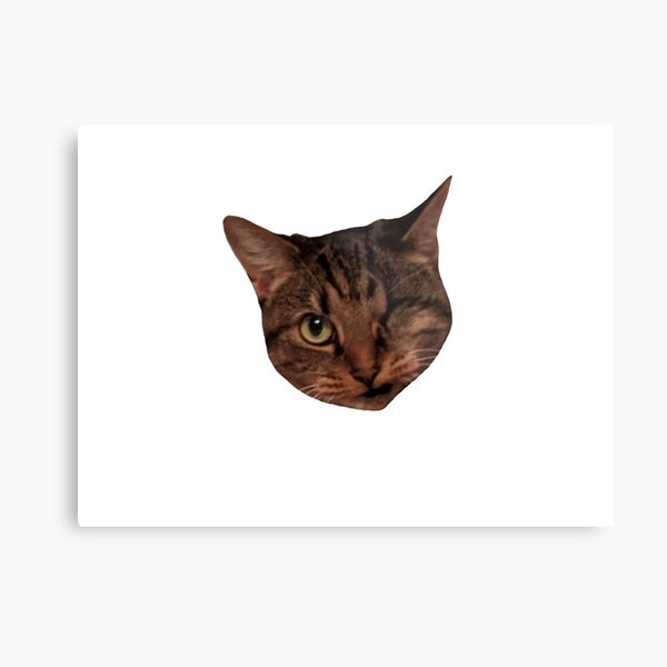 One Eyed Cat Wall Art  Redbubble