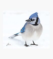 Forever In Blue Photographic Print