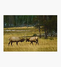 Elk Bulls Sparring Photographic Print
