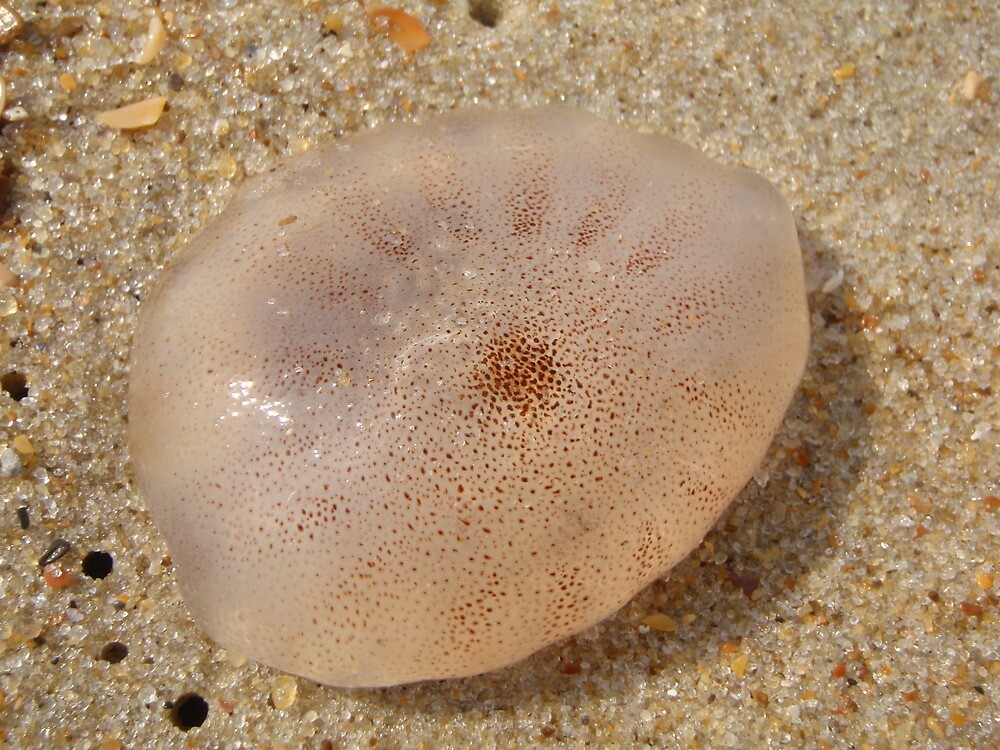 "Beached Jellyfish Outer Banks, N.C." by SenskeArt Redbubble