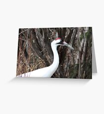 Whooping Crane Greeting Card