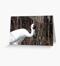 Whooping Crane Greeting Card