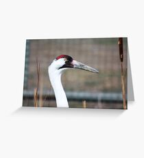 Whooping Crane Greeting Card