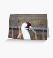 Whooping Crane Greeting Card