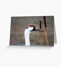 Whooping Crane Greeting Card