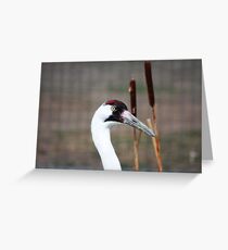 Whooping Crane Greeting Card