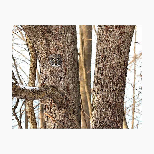 Natural Habitat Photographic Print