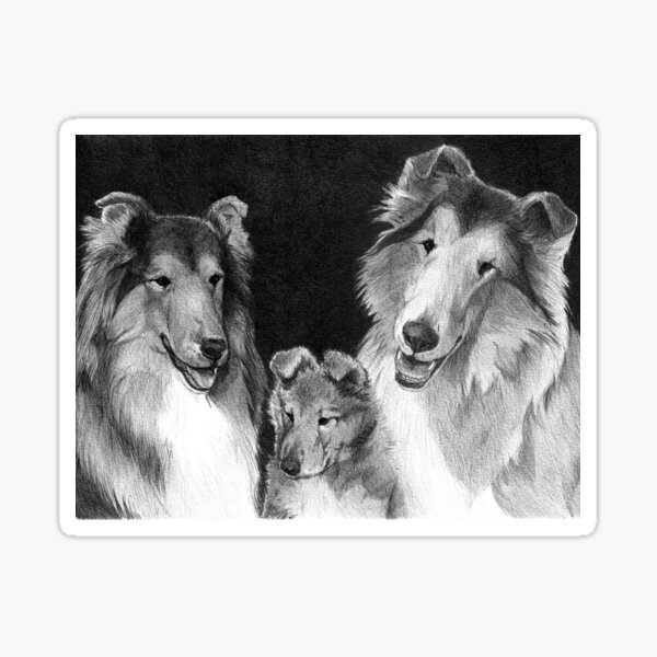 ROOKIE'S FAMILY/ rough collies Sticker