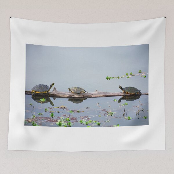 Item preview, Coastal Plain Cooter Turtles designed and sold by Casey Wilcox.