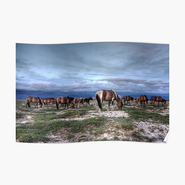Mongolian Horses Poster